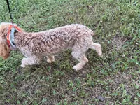 Sweet boy , a male Poodle - Miniature  for sale in Calhoun, GA – 4 of 4