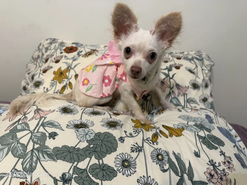 Daisy   – Chihuahua puppy for sale in Calhoun, GA