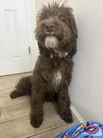 Waylon , a male Miniature Bernedoodle for sale in Calhoun, GA – 3 of 5