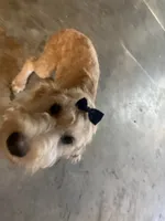 Sunshine , a female Goldendoodle for sale in Calhoun, GA – 2 of 8