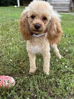 Sweet boy , a male Poodle - Miniature  for sale in Calhoun, GA – 1 of 4
