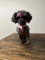 Baby girl , a female Poodle - Toy  and Miniature Goldendoodle for sale in Calhoun, GA – 7 of 9
