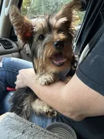 Belle, a female Yorkshire Terrier for sale in Calhoun, GA – 3 of 4