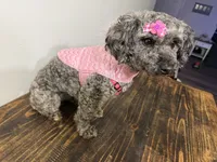 Baby girl , a female Poodle - Toy  and Miniature Goldendoodle for sale in Calhoun, GA – 8 of 9