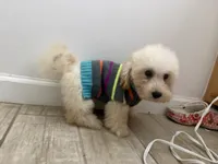 Parker , a male Maltipoo for sale in Calhoun, GA – 6 of 8