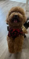 Dash, a male Miniature Goldendoodle for sale in Calhoun, GA – 1 of 7