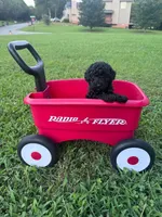 Black boy , a male Poodle - Toy  for sale in Calhoun, GA – 3 of 6