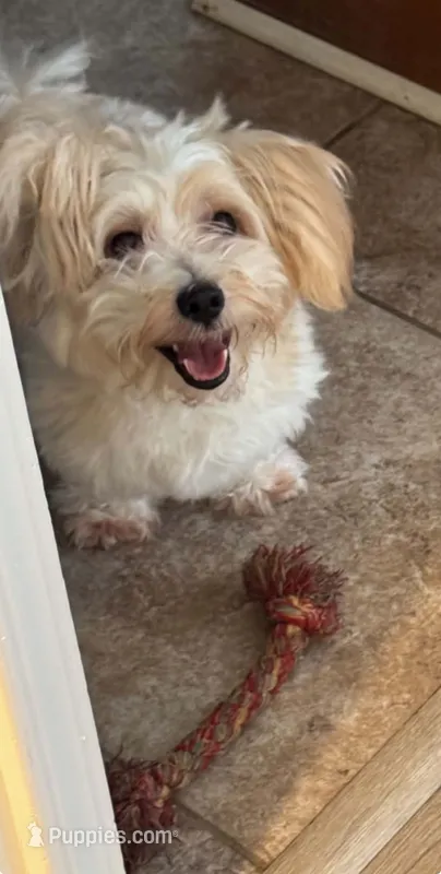 Rosco – Miniature Schnauzer, Poodle - Toy  puppy for sale in Calhoun, GA