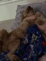 Red, a male Miniature Goldendoodle for sale in Calhoun, GA – 4 of 4
