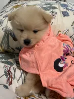Pom Pom , a female Pomeranian for sale in Calhoun, GA – 8 of 9