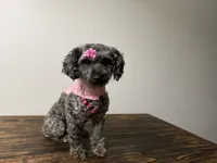 Baby girl , a female Poodle - Toy  and Miniature Goldendoodle for sale in Calhoun, GA – 6 of 9