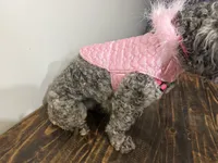 Baby girl , a female Poodle - Toy  and Miniature Goldendoodle for sale in Calhoun, GA – 9 of 9