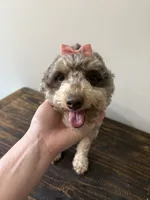 Nala, a female Cockapoo for sale in Calhoun, GA – 2 of 5