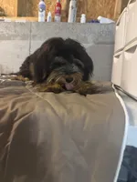 Leo, a male Miniature Bernedoodle for sale in Calhoun, GA – 4 of 9