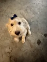 Sunshine , a female Goldendoodle for sale in Calhoun, GA – 6 of 8