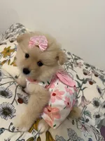 Dixie , a female Pomeranian for sale in Calhoun, GA – 5 of 6