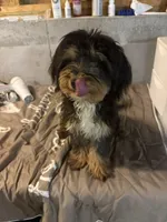 Leo, a male Miniature Bernedoodle for sale in Calhoun, GA – 3 of 9