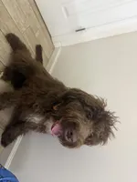 Waylon , a male Miniature Bernedoodle for sale in Calhoun, GA – 5 of 5