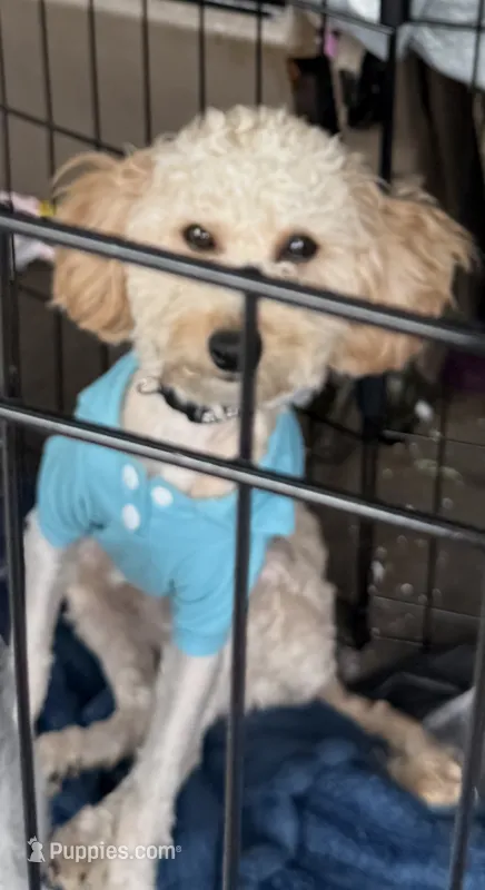Blu – Cavalier King Charles Spaniel, Poodle - Toy  puppy for sale in Calhoun, GA