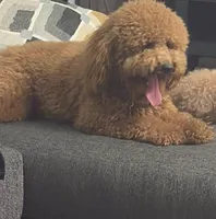 Dash, a male Miniature Goldendoodle for sale in Calhoun, GA – 7 of 7