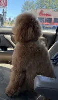 Dash, a male Miniature Goldendoodle for sale in Calhoun, GA – 5 of 7