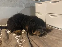 Leo, a male Miniature Bernedoodle for sale in Calhoun, GA – 5 of 9