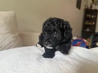 Black boy, a male Miniature Goldendoodle for sale in Calhoun, GA – 5 of 7