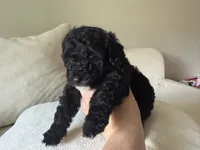 Black boy, a male Miniature Goldendoodle for sale in Calhoun, GA – 4 of 7