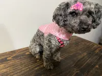 Baby girl , a female Poodle - Toy  and Miniature Goldendoodle for sale in Calhoun, GA – 5 of 9