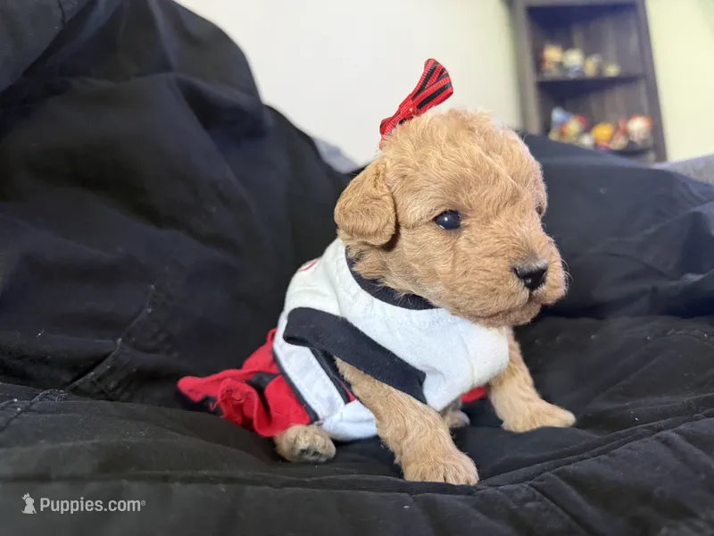 Gold girl – Miniature Goldendoodle puppy for sale in Calhoun, GA