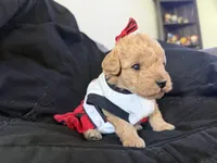 Gold girl, a female Miniature Goldendoodle for sale in Calhoun, GA – 1 of 1