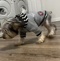 Milo, a male Yorkshire Terrier for sale in Calhoun, GA – 3 of 3