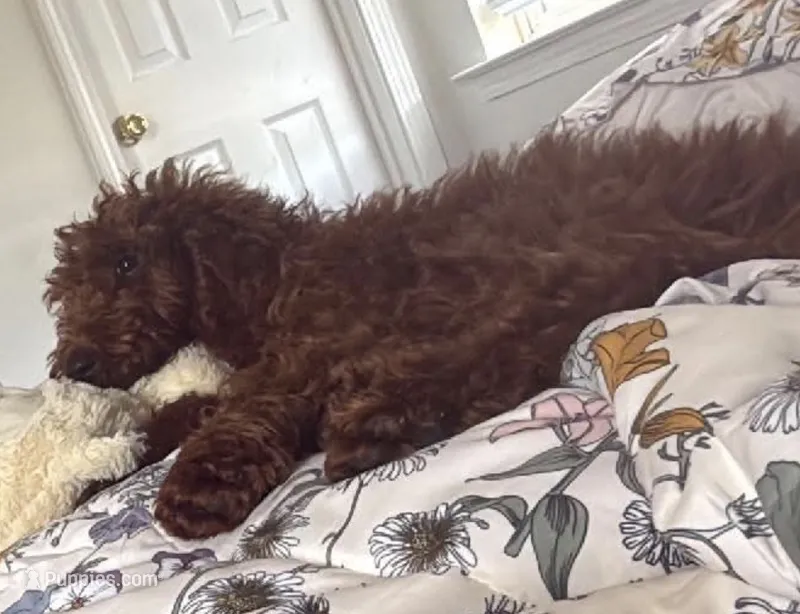Beau – Goldendoodle puppy for sale in Calhoun, GA