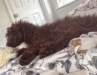 Beau, a male Goldendoodle for sale in Calhoun, GA – 1 of 2