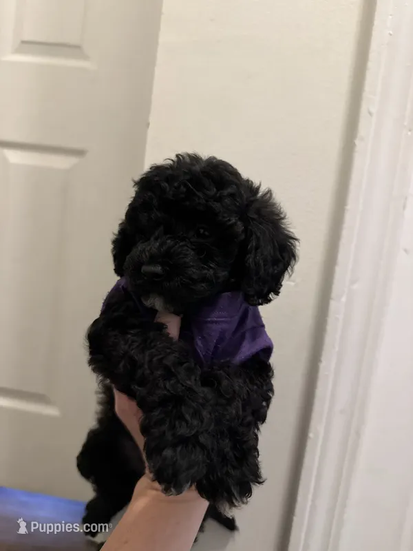Blk girl – Miniature Goldendoodle puppy on hold in Calhoun, GA