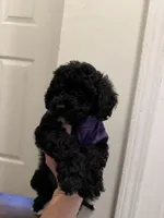Blk girl, a female Miniature Goldendoodle for sale in Calhoun, GA – 1 of 4