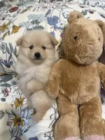 Pom Pom , a female Pomeranian for sale in Calhoun, GA – 2 of 9