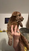Spike, a male Cavalier King Charles Spaniel and Poodle - Toy  for sale in Calhoun, GA – 3 of 3
