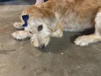 Sunshine , a female Goldendoodle for sale in Calhoun, GA – 7 of 8
