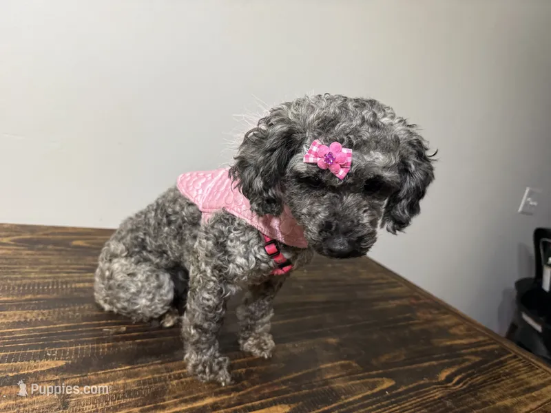 Baby girl  – Poodle - Toy , Miniature Goldendoodle puppy for sale in Calhoun, GA