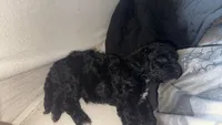 Black girl , a female Miniature Goldendoodle for sale in Calhoun, GA – 1 of 4