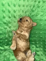 Dixie, a female Miniature Goldendoodle for sale in Calhoun, GA – Photo 3 of 5