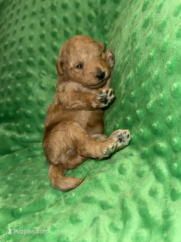 Dixie – Miniature Goldendoodle puppy for sale in Calhoun, GA