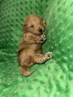 Dixie, a female Miniature Goldendoodle for sale in Calhoun, GA – Photo 1 of 5