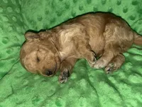 Dixie, a female Miniature Goldendoodle for sale in Calhoun, GA – Photo 2 of 5