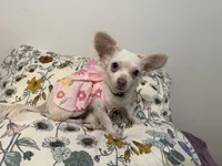 Daisy  , a female Chihuahua for sale in Calhoun, GA – 2 of 5