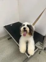 Stella, a female Miniature Bernedoodle for sale in Calhoun, GA – 3 of 4