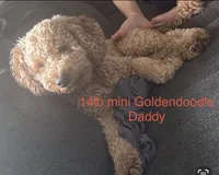 Golden maltipoo, a female Maltipoo and Miniature Goldendoodle for sale in Calhoun, GA – 10 of 10