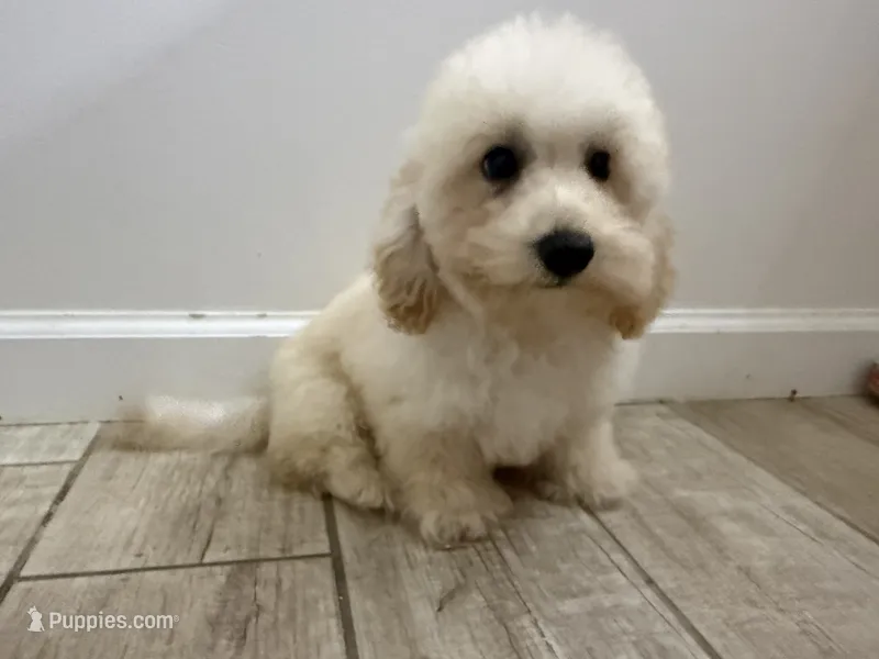 Parker  – Maltipoo puppy for sale in Calhoun, GA