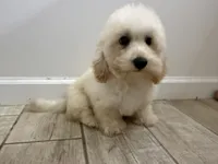 Parker , a male Maltipoo for sale in Calhoun, GA – 1 of 8